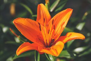 merangkai bunga lily