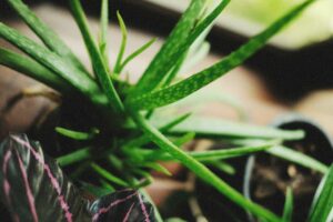 tips menanam lidah buaya