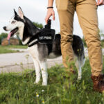 Anjing Pelacak: Teman Setia dalam Penyelamatan serta Keamanan