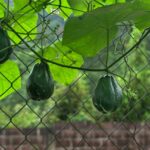 Manfaat Labu Siam: Sayuran Sederhana yang Punya Banyak Khasiat untuk Kesehatan