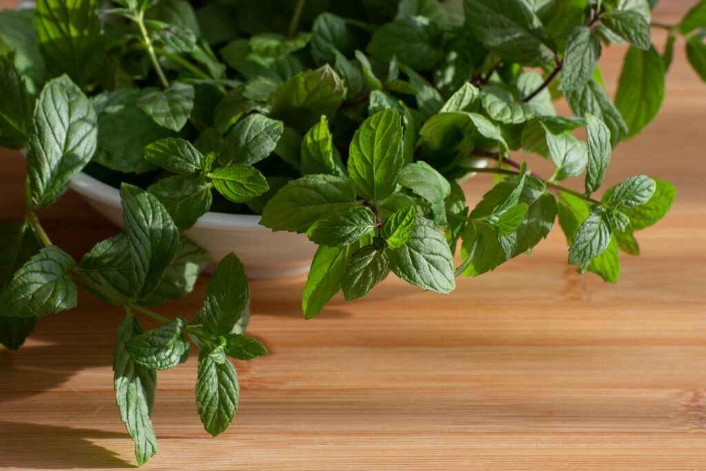 daun mint