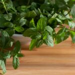 Segarnya Daun Mint yang Banyak Digunakan dalam Bermacam Olahan