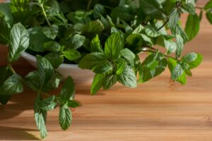 daun mint